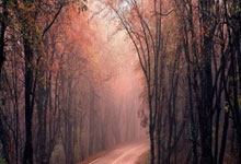 CBA一周综述:第二阶段比赛收官 多支球队锁定季后赛中国新闻网.